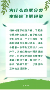 杨柳飞絮进入高发期 易过